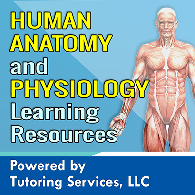 Human Anatomy